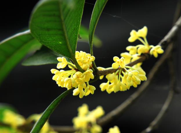 成都桂花